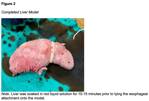 Construction of an Animal-Alternative Liver Model Figure 2